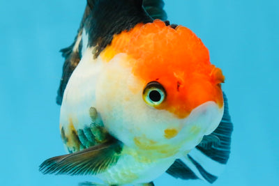 Tricolor Oranda Female 5.5 inches #100325OR_14