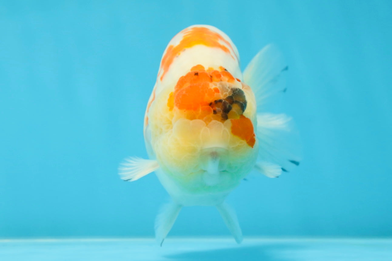 A Grade SPECIAL Kohaku Sakura LionKing 5 inches #051625LC_10