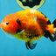 Sakura Chinese Ranchu Female 4.5-5 inches #120525RC_07