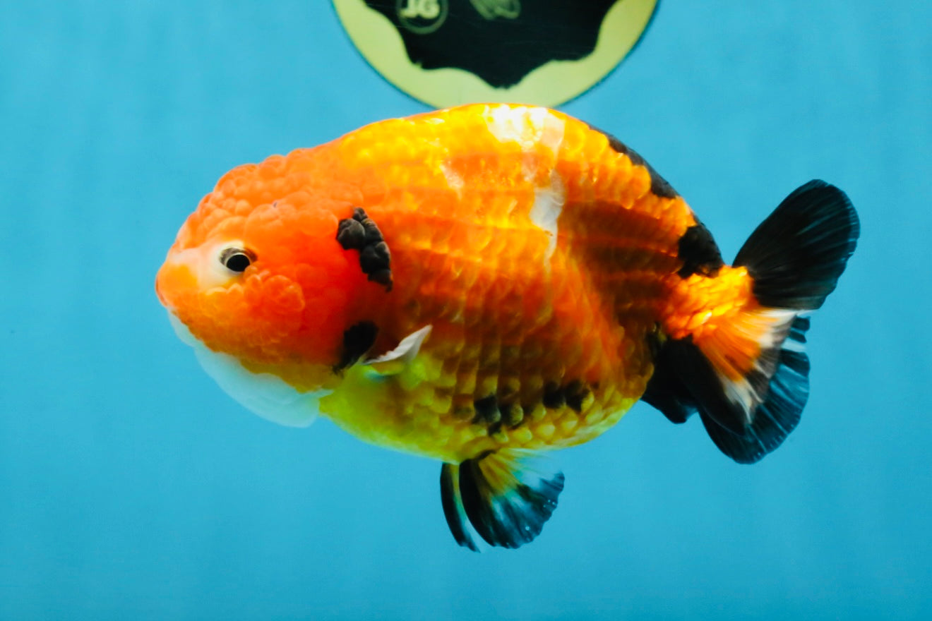 Sakura Chinese Ranchu Female 4.5-5 inches #120525RC_07