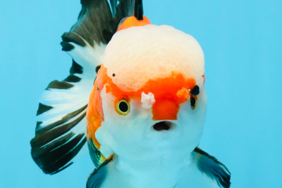 TURKEY AAA Grade Pompom Tricolor Jade Head Yuanbao Male 5.5-6 inches #032726YB_03