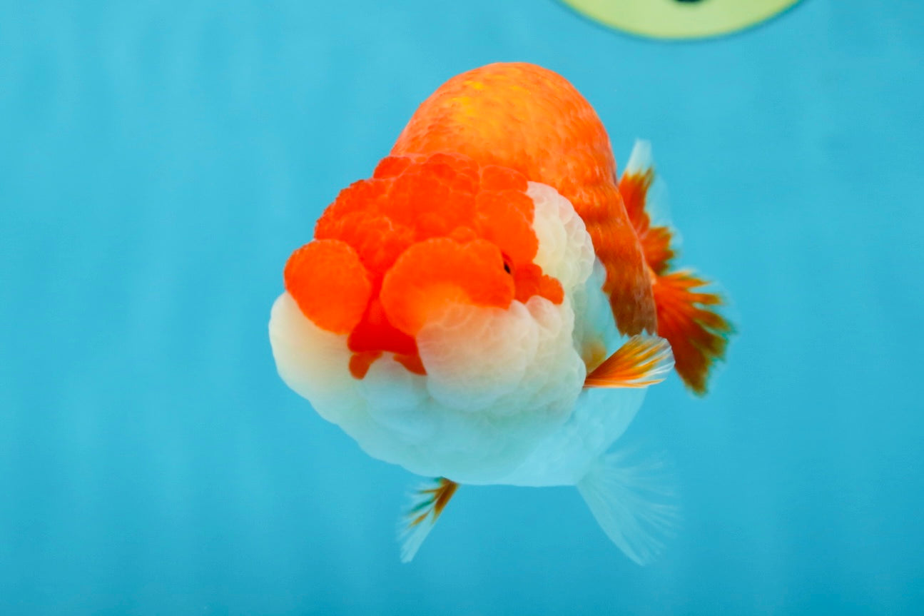 A Grade Red White LionQueen 4.5-5 inches #052325LC_20