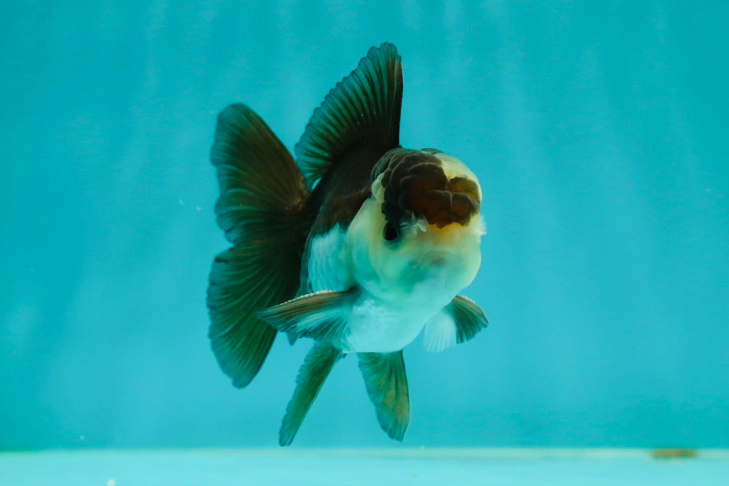 Panda Oranda Male 3.5-4 inches #1018OR_16