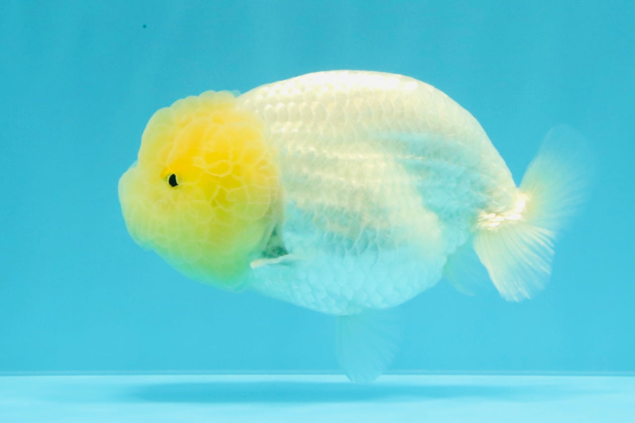 A Grade White LionQueen 4-4.5 inches #030626LC_02