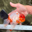 A Grade Diamond Scale Sakura Oranda Male 6.5 inches #072426OR_19