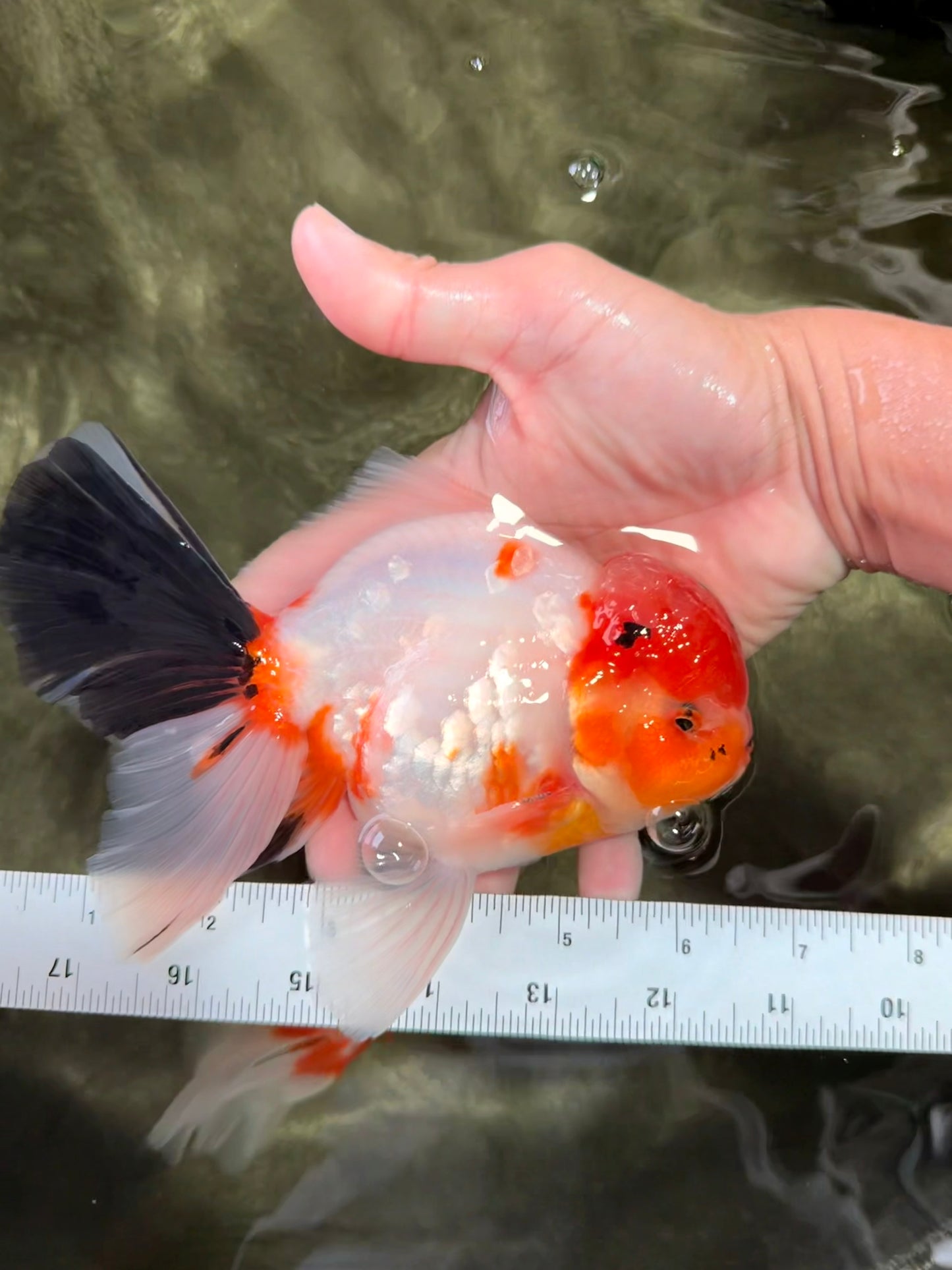 A Grade Diamond Scale Sakura Oranda Male 6.5 inches #072426OR_19