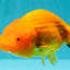 Red Lionchu Female 4.5-5 Inches #100226LC_17