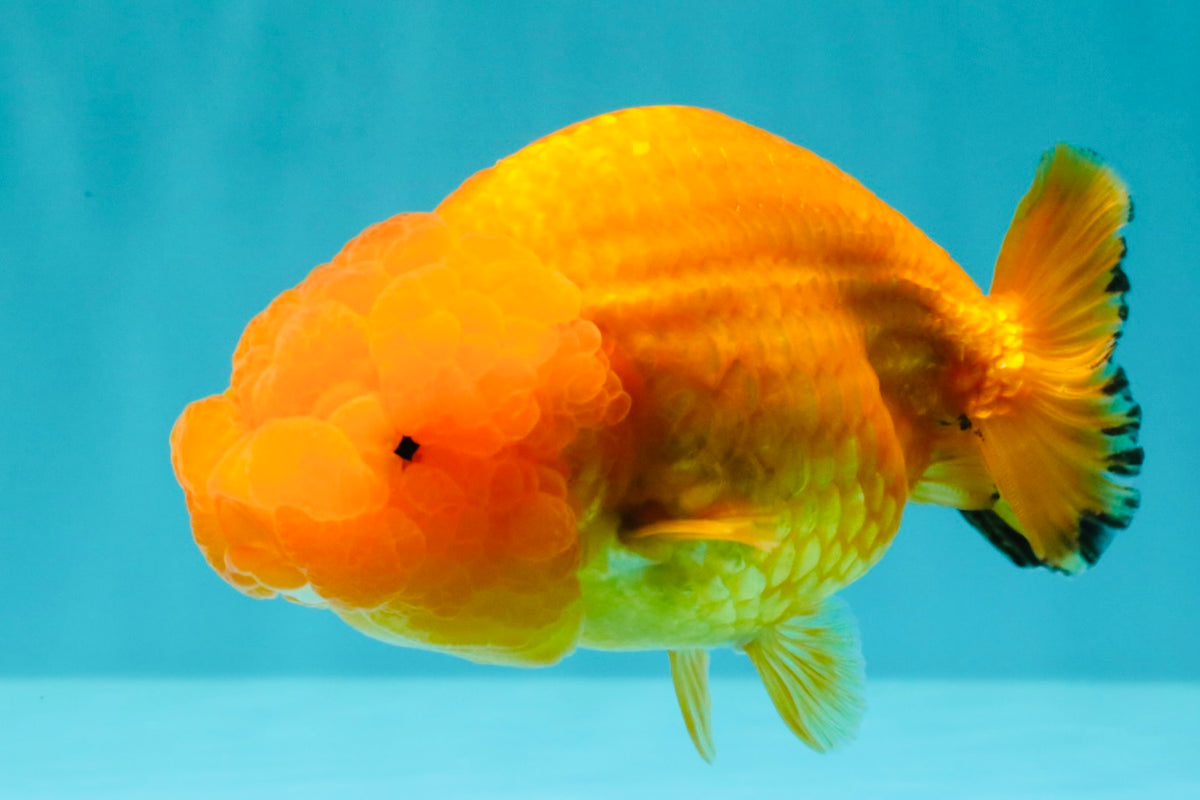Red Lionchu Female 4.5-5 Inches #100226LC_17