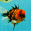 A Grade Tiger Oranda Male 5.5 inches #062626OR_26