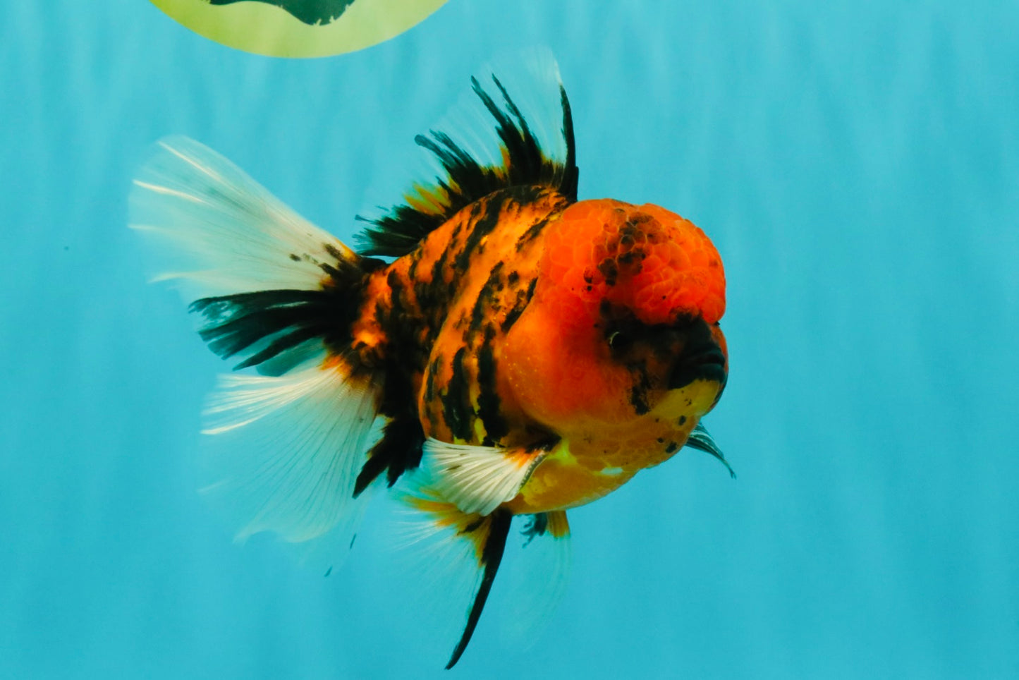 A Grade Tiger Oranda Male 5.5 inches #062626OR_26