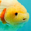 AAA Grade Sakura Ranchu Female 5.5-6 inches #102326RC_02
