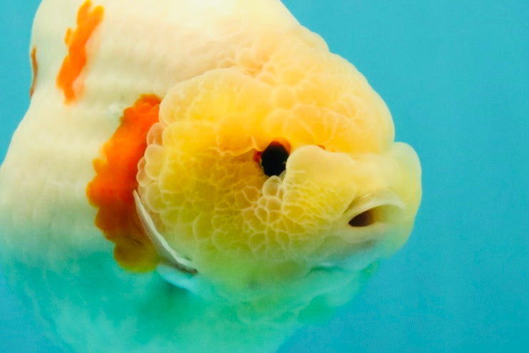 AAA Grade Sakura Ranchu Female 5.5-6 inches #102326RC_02