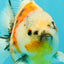 A Grade Sanke Oranda Male 4.5-5 inches #082126OR_25