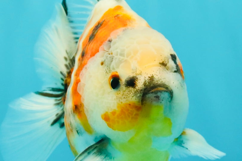 A Grade Sanke Oranda Male 4.5-5 inches #082126OR_25