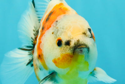 A Grade Sanke Oranda Male 4.5-5 inches #082126OR_25