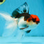Tricolor Oranda Male 5-5.5 inches #091225OR_26