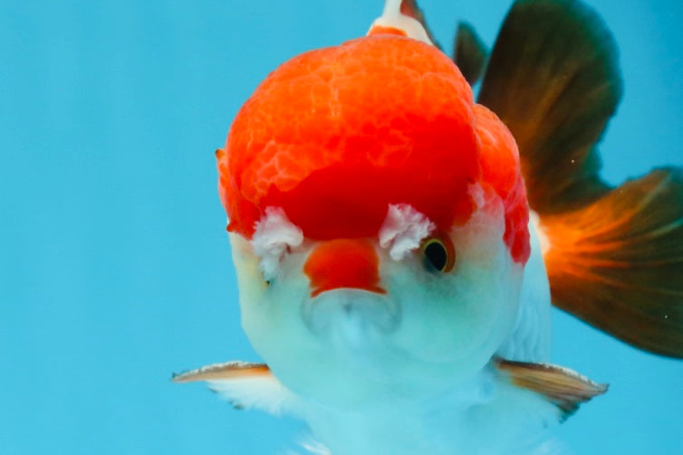 A Grade Pompom Tricolor Yuanbao Male 4 inches #071125YB_17