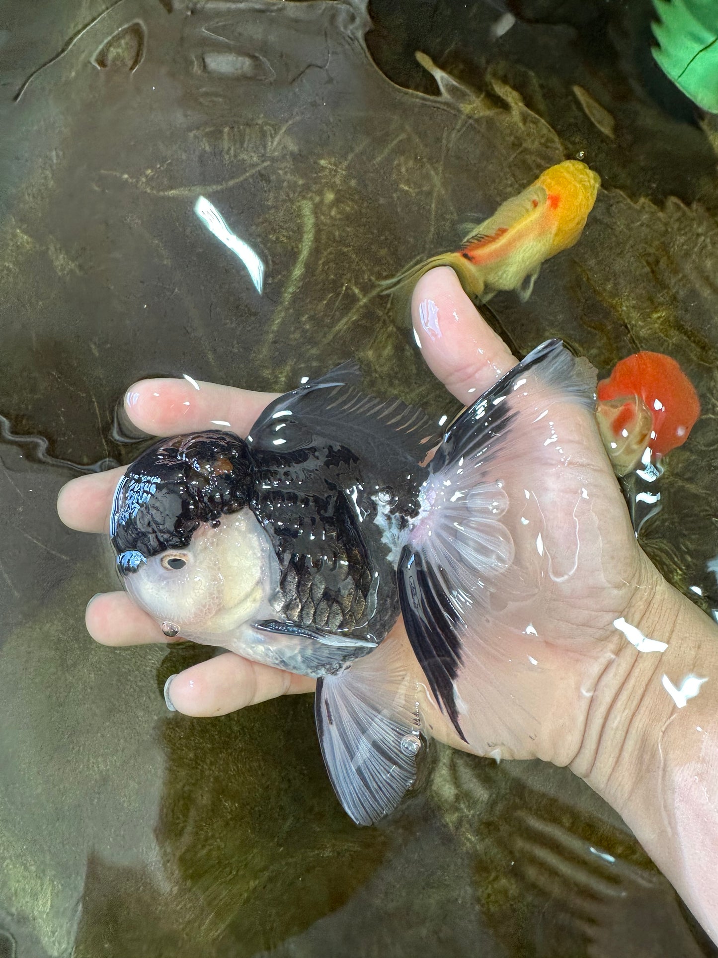 A Grade Tricolor Oranda Male 5-5.5 inches #062725OR_19