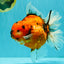 CHONKY AAA Grade Sakura Oranda Female 8.5 inches #071726OR_03