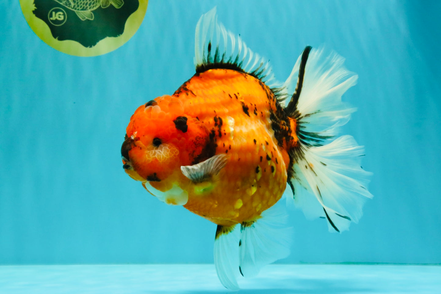 CHONKY AAA Grade Sakura Oranda Female 8.5 inches #071726OR_03
