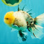 A Grade Marble Oranda Male 6 inches #062626OR_33