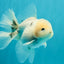 A Grade Marble Oranda Male 5-5.5 inches #050126OR_11