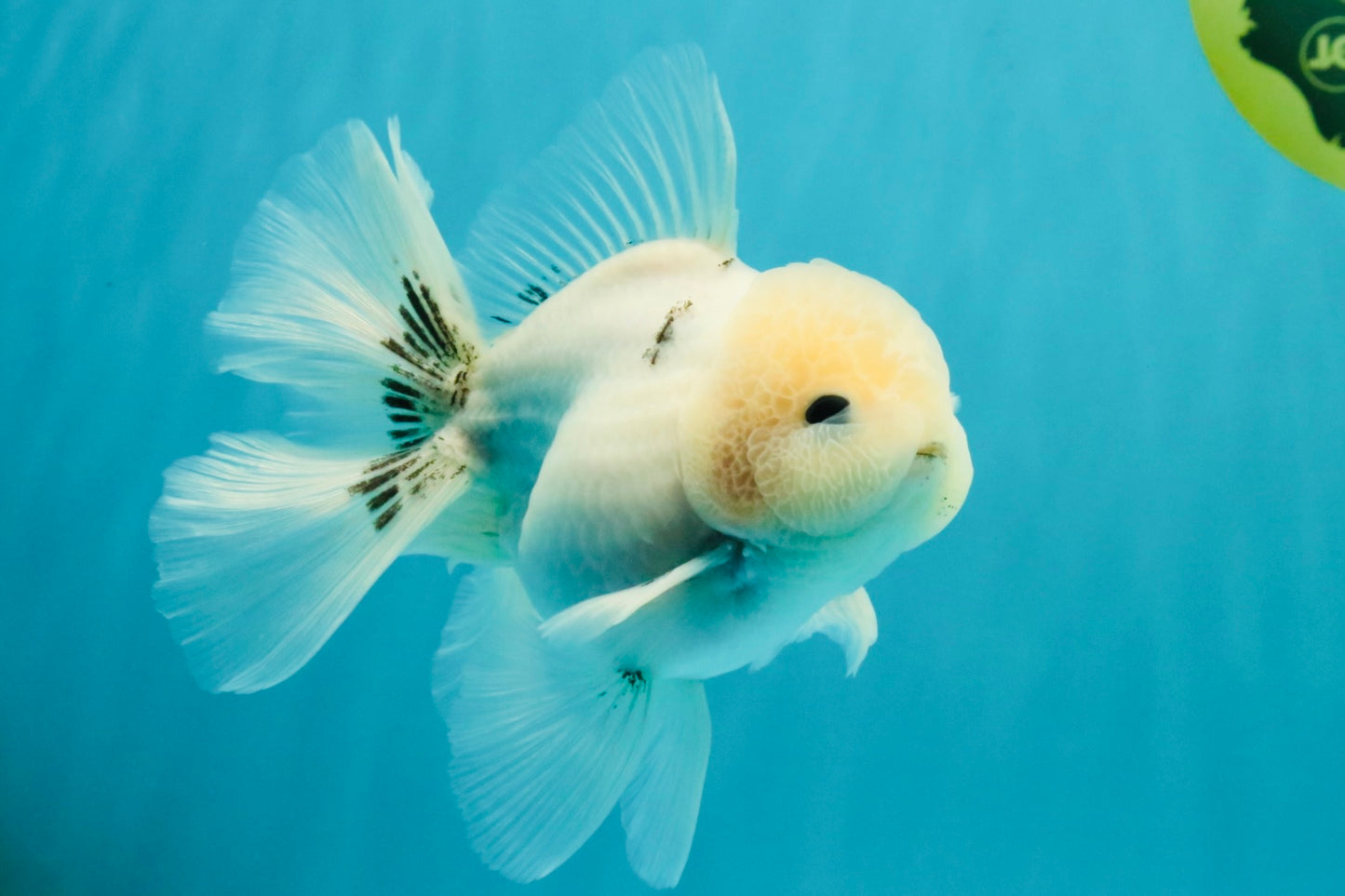 A Grade Marble Oranda Male 5-5.5 inches #050126OR_11