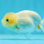 White Lionchu Female 3.5 inches #0927LC_16