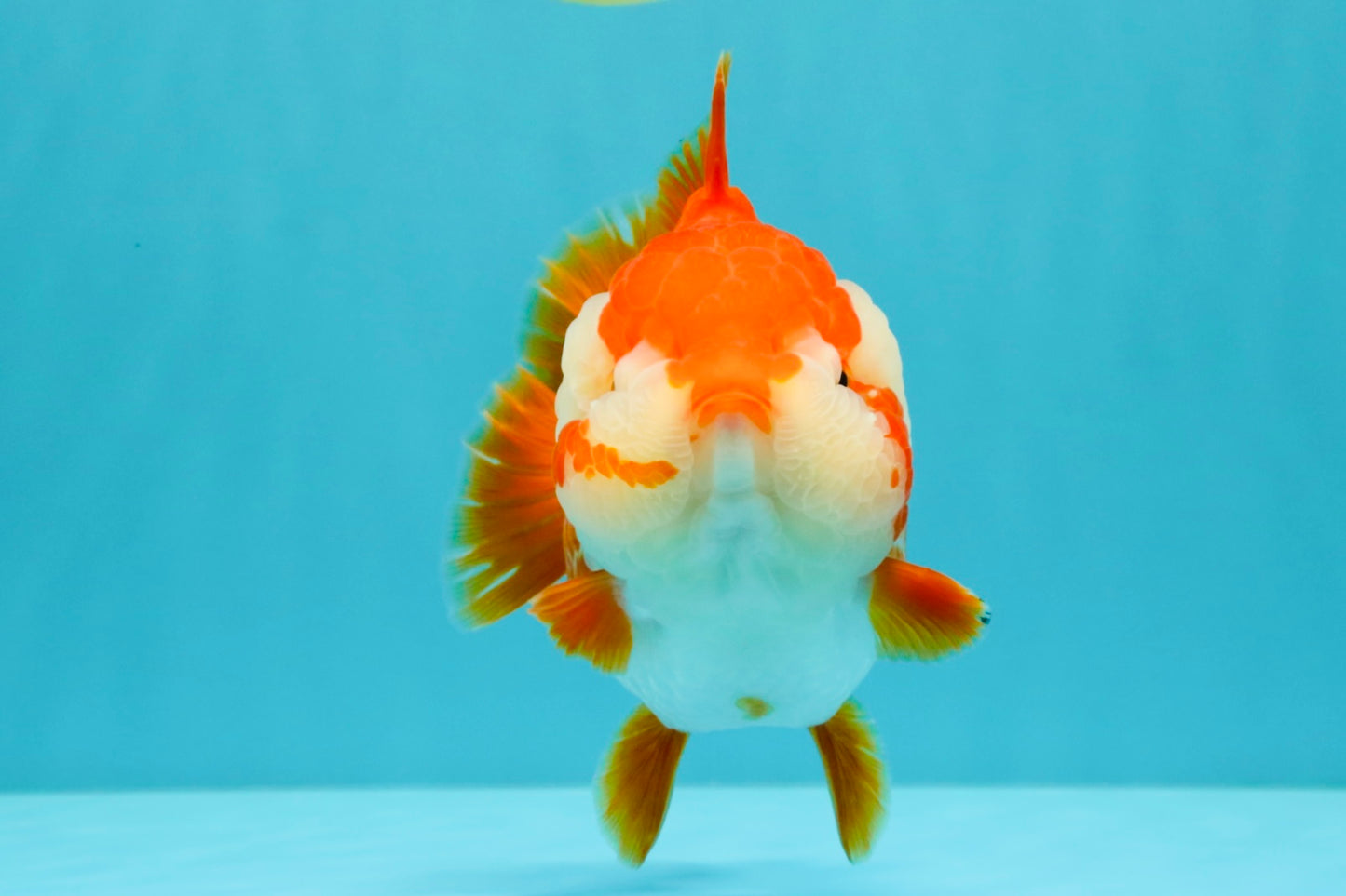 CHONKY AAA Grade Red White Yuanbao Female 6-6.5 inches #032026YB_25