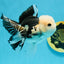 A Grade Panda Button Eyes Oranda Male 4.5-5 inches #120624OR_07