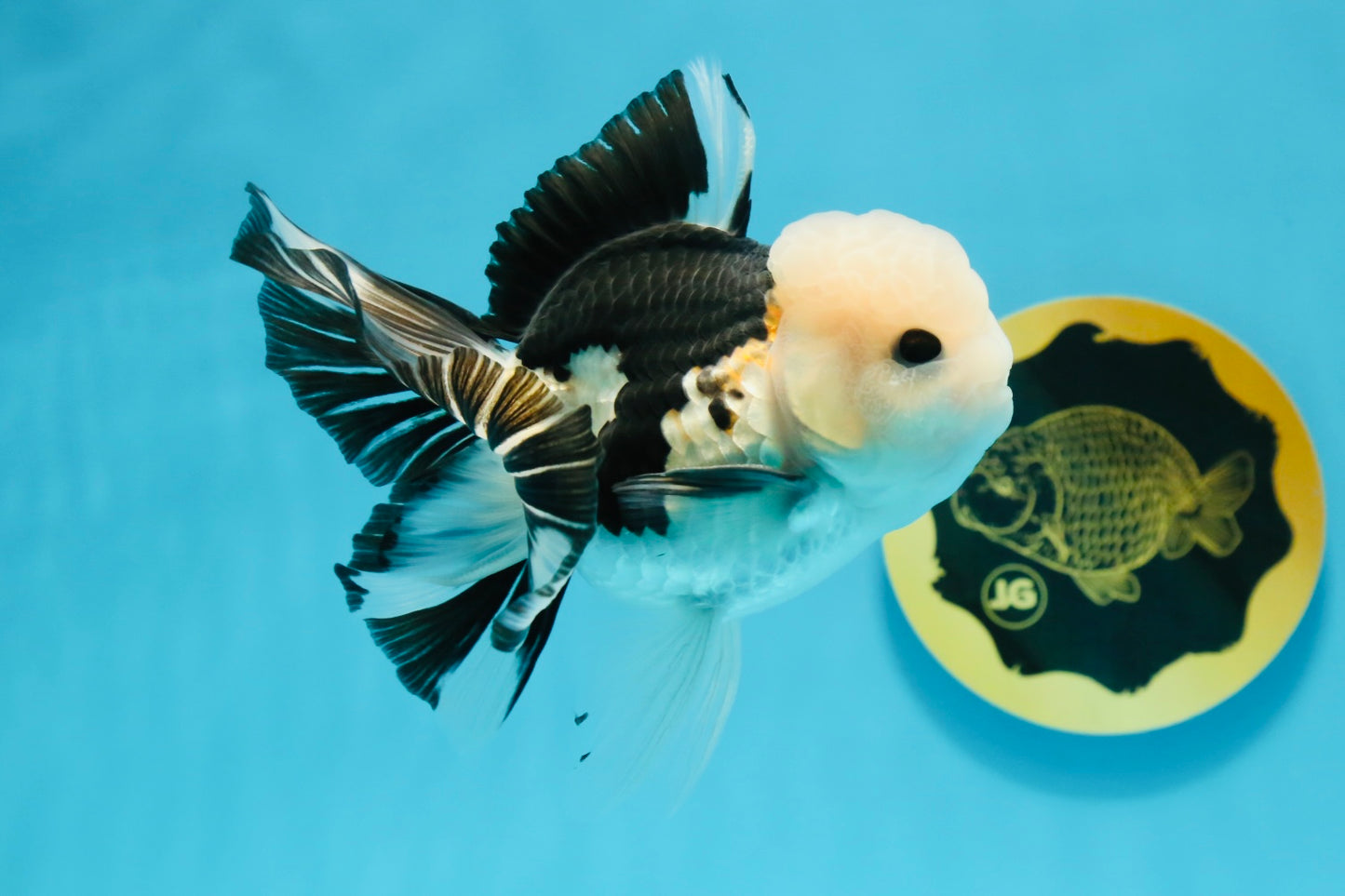 A Grade Panda Button Eyes Oranda Male 4.5-5 inches #120624OR_07