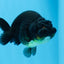 AAA Grade Black Gold Special Buffalo Ranchu 3.5-4 inches #0706RC_30