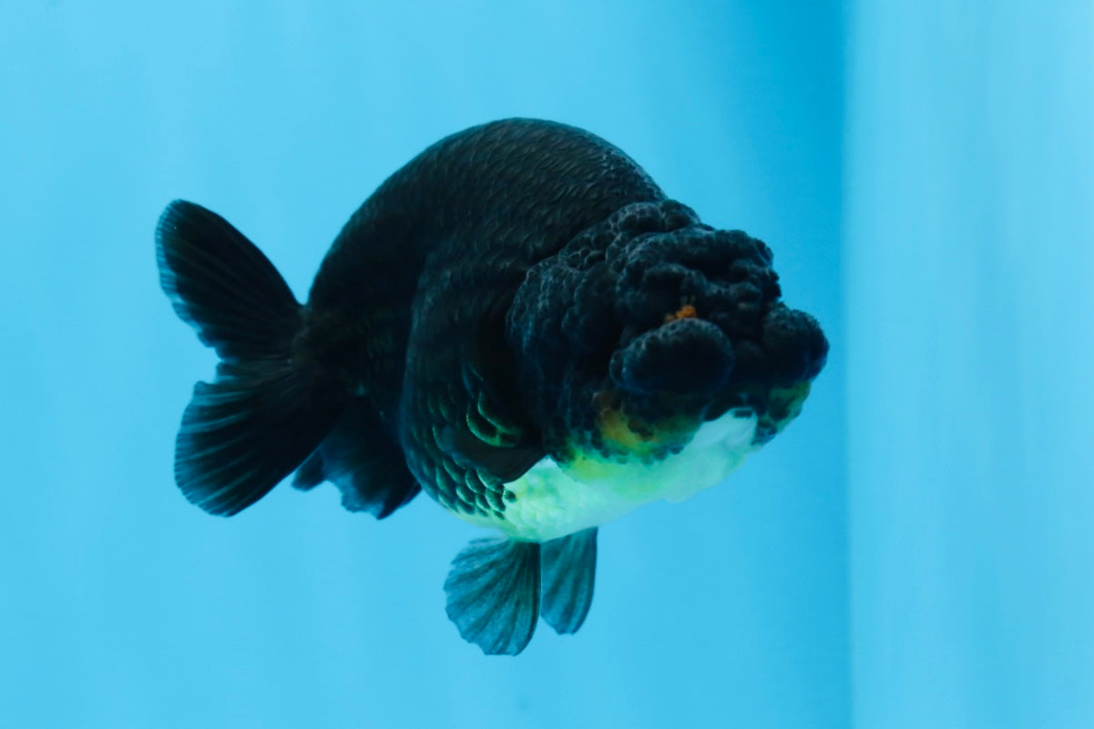 AAA Grade Black Gold Special Buffalo Ranchu 3.5-4 inches #0706RC_30