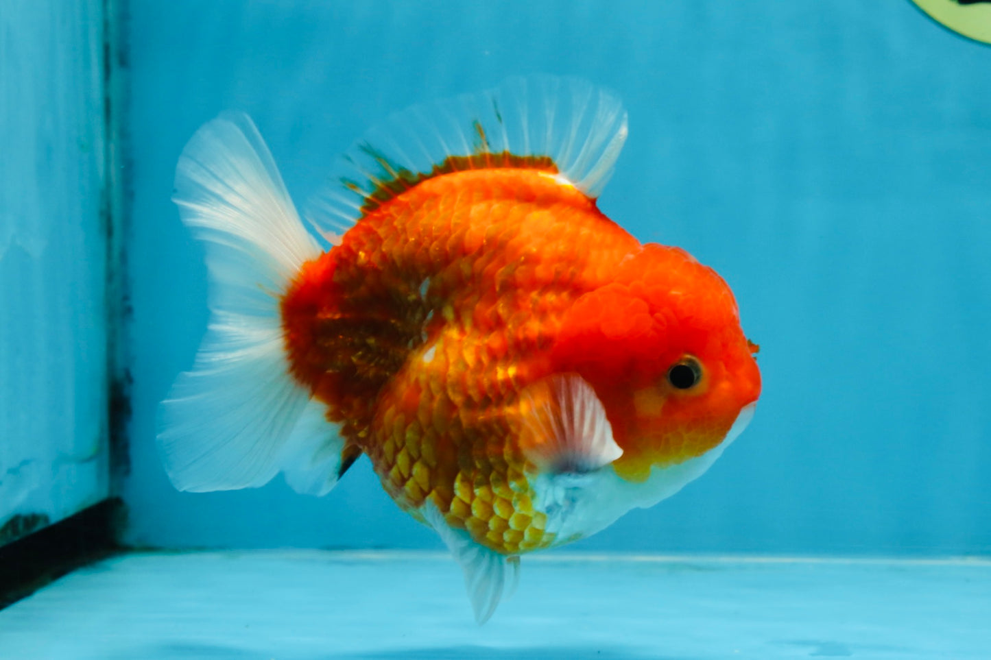 A Grade Red Sakura Yuanbao Male 4.5 inches #103125YB_30