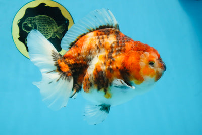 Marble Sakura Yuanbao Female 5.5 inches #111425YB_03