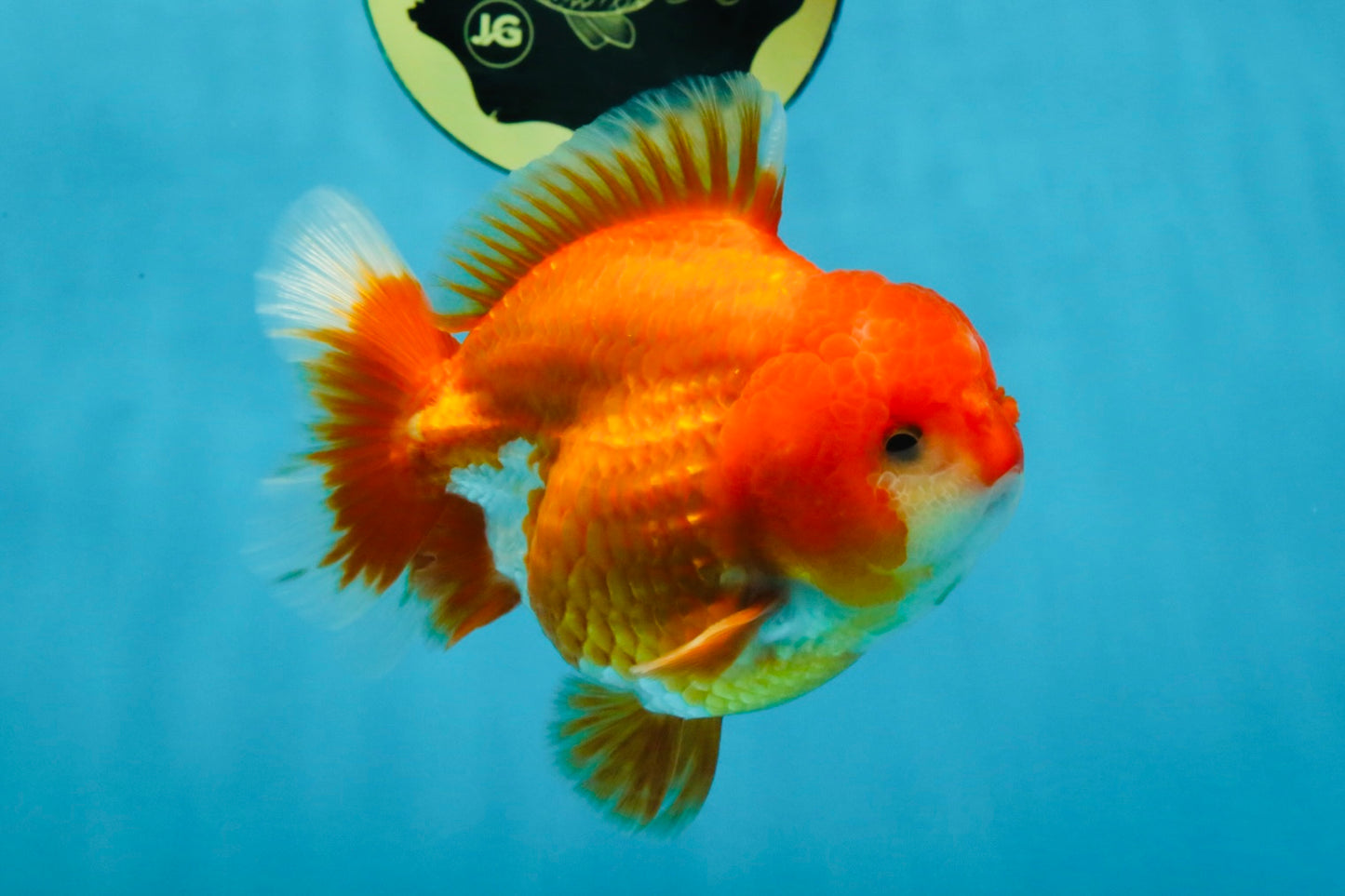 CHUBBY AAA Grade Red White Yuanbao Male 4.5 inches #121225YB_01