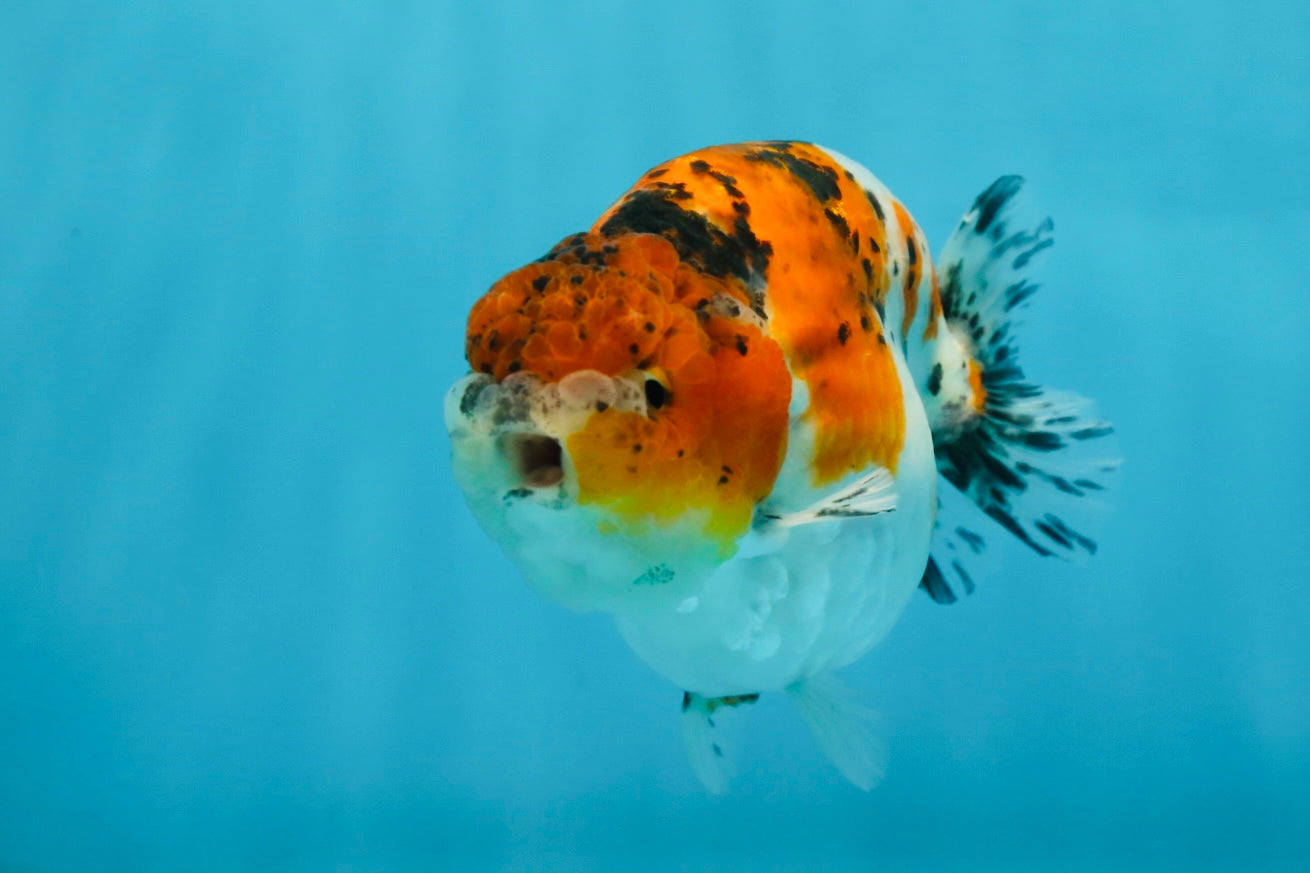 A Grade Calico LionKing 4.5-5 inches #052325LC_14