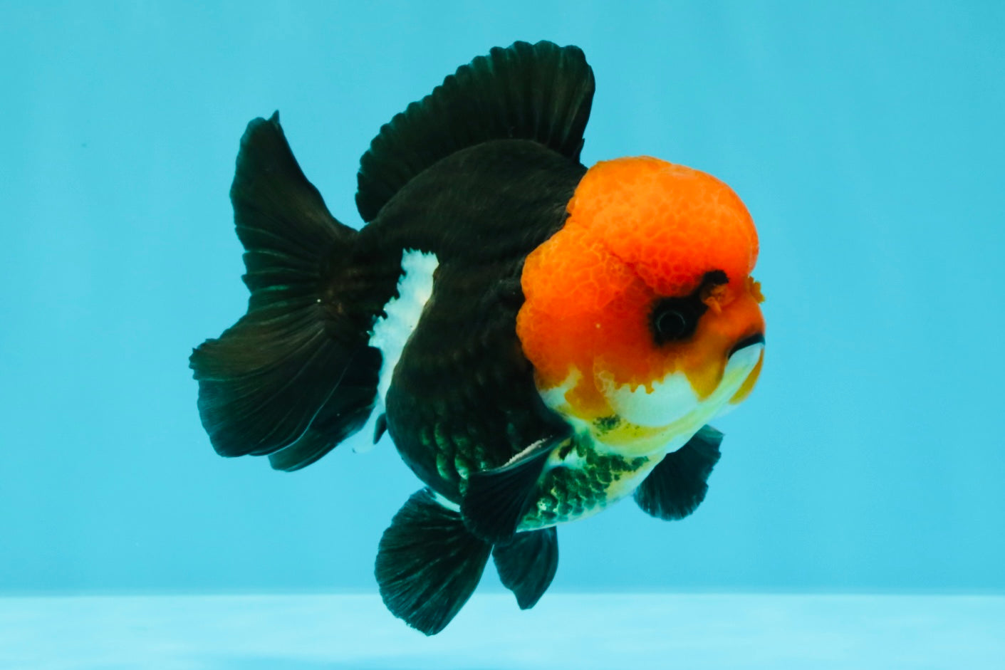 A Grade Red Head Button Eyes Tricolor Yuanbao Male 4-4.5 inches #031326YB_16