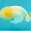 White LionChu Female 4-4.5 inches #050126LC_20