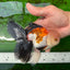 Oranda tricolore mâle de qualité AAA 5,5 pouces #0830OR_13