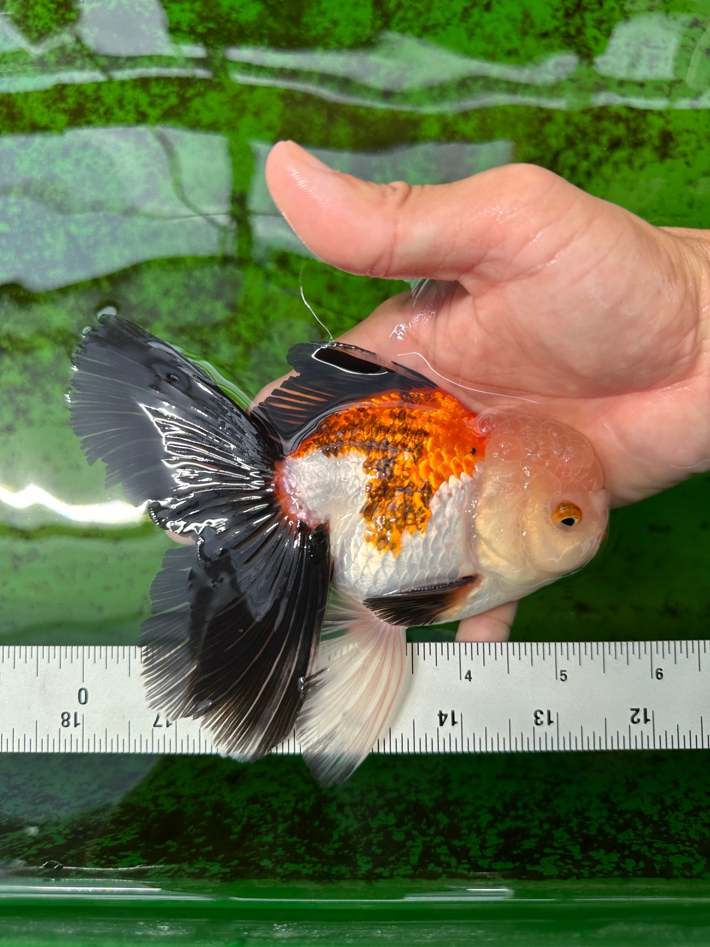 Oranda tricolore mâle de qualité AAA 5,5 pouces #0830OR_13