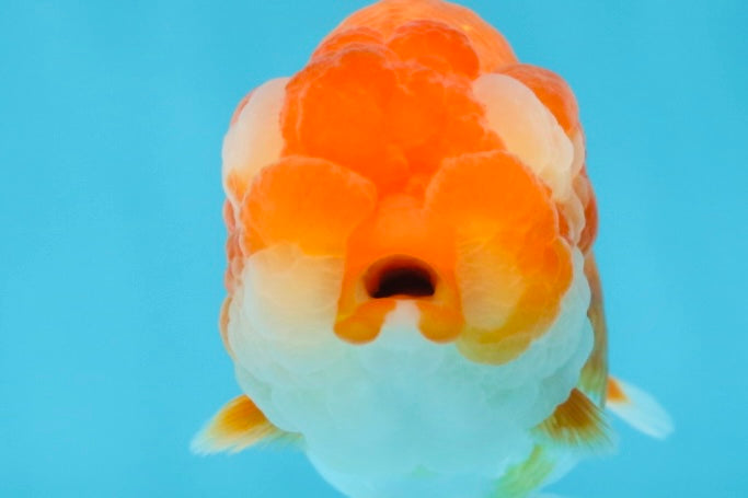 A Grade Young Red White LionQueen 4 inches #101025LC_10