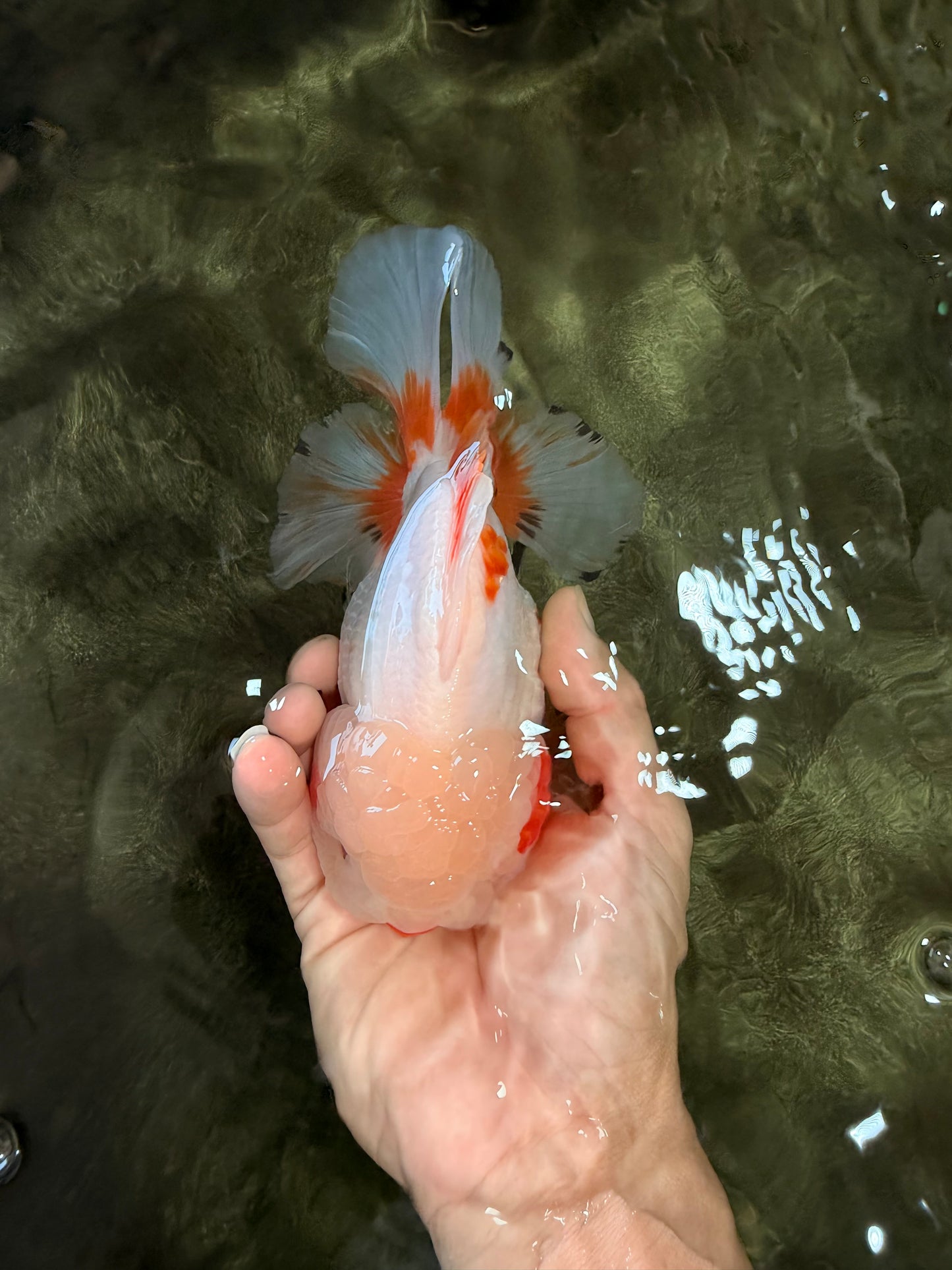 SUPER CUTE AAA Grade Red White Oranda Male 6-6.5 inches #080726OR_04
