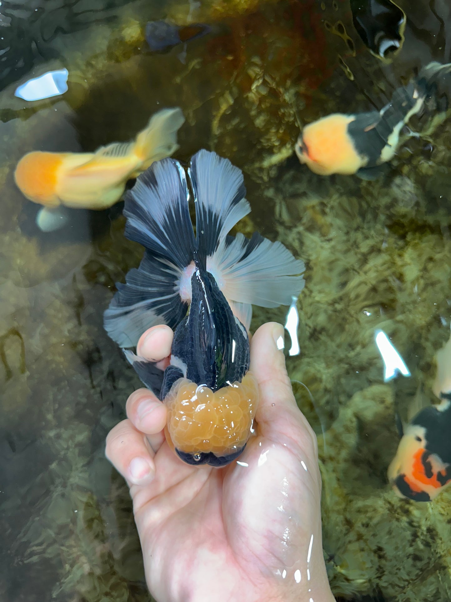 AAA Grade Panda Button Eyes Oranda Male 5-5.5 inches #080125OR_22
