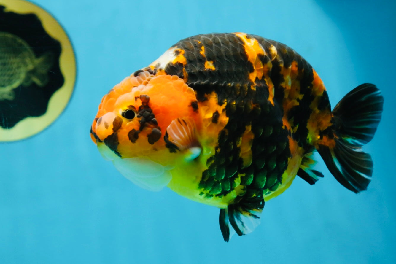 AAA Grade Calico Tiger Chinese Ranchu Male 5 inches #101025RC_19