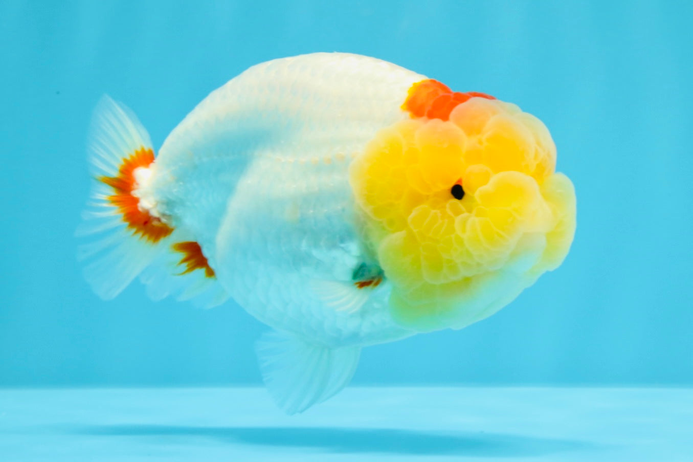 A Grade Red White LionQueen 4.5 inches #022026LC_15