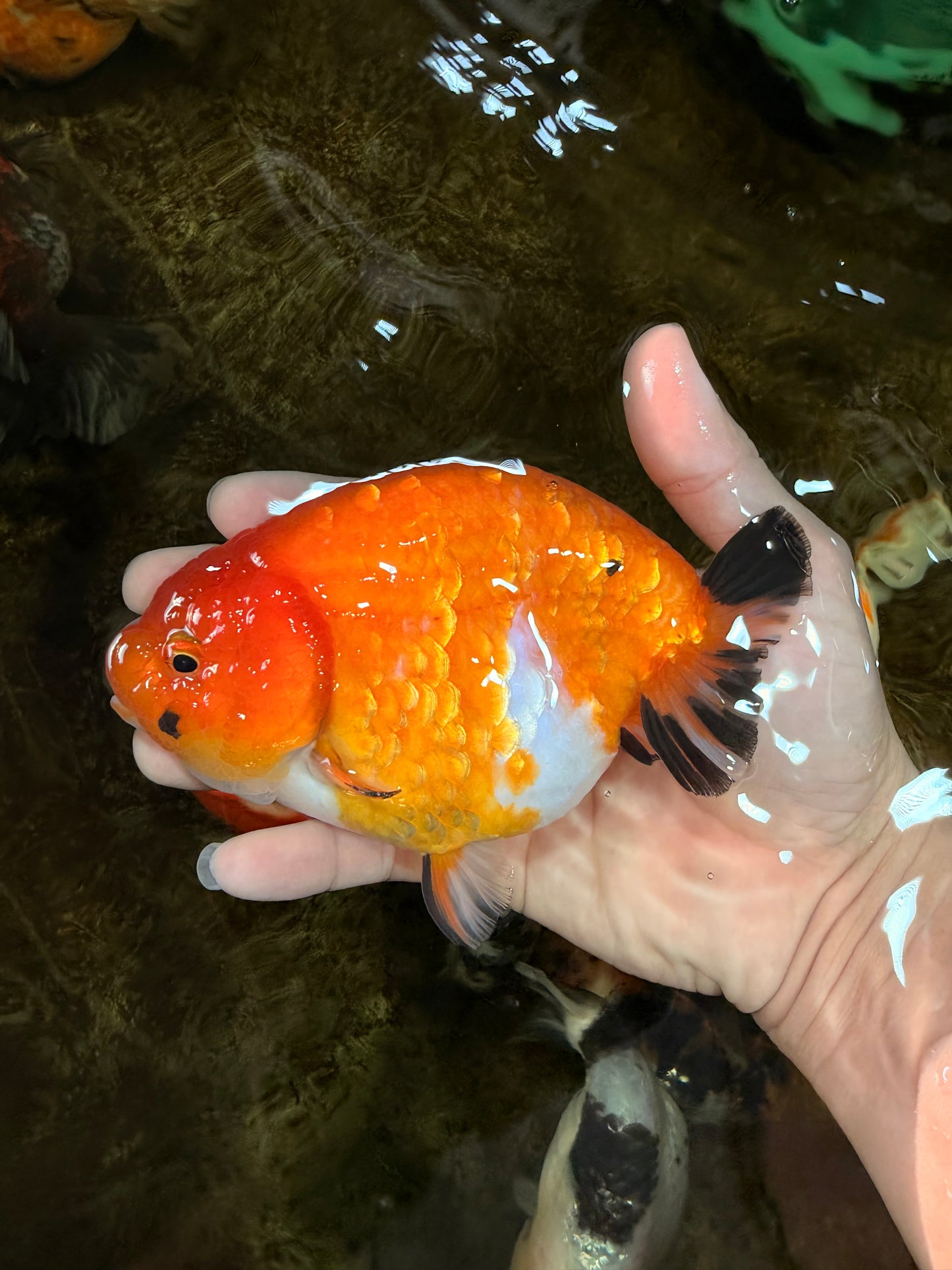 A Grade Chinese Sakura Ranchu Female 5.5 inches #101725RC_14