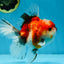 A Grade Chonky Sakura Oranda Female 5-5.5 inches #071125OR_11