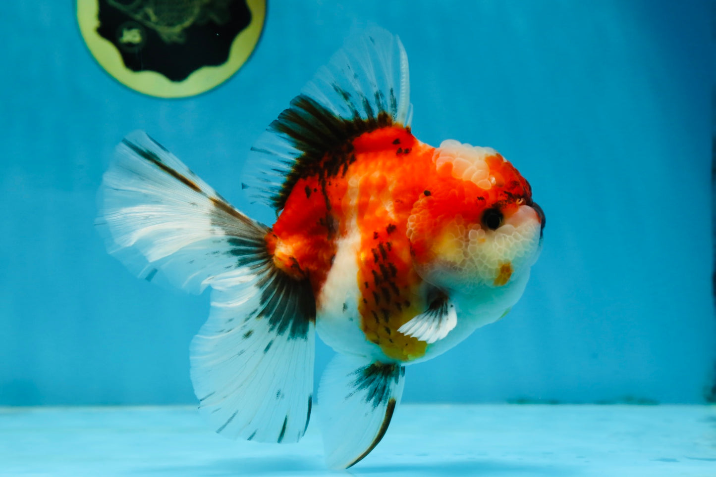A Grade Chonky Sakura Oranda Female 5-5.5 inches #071125OR_11