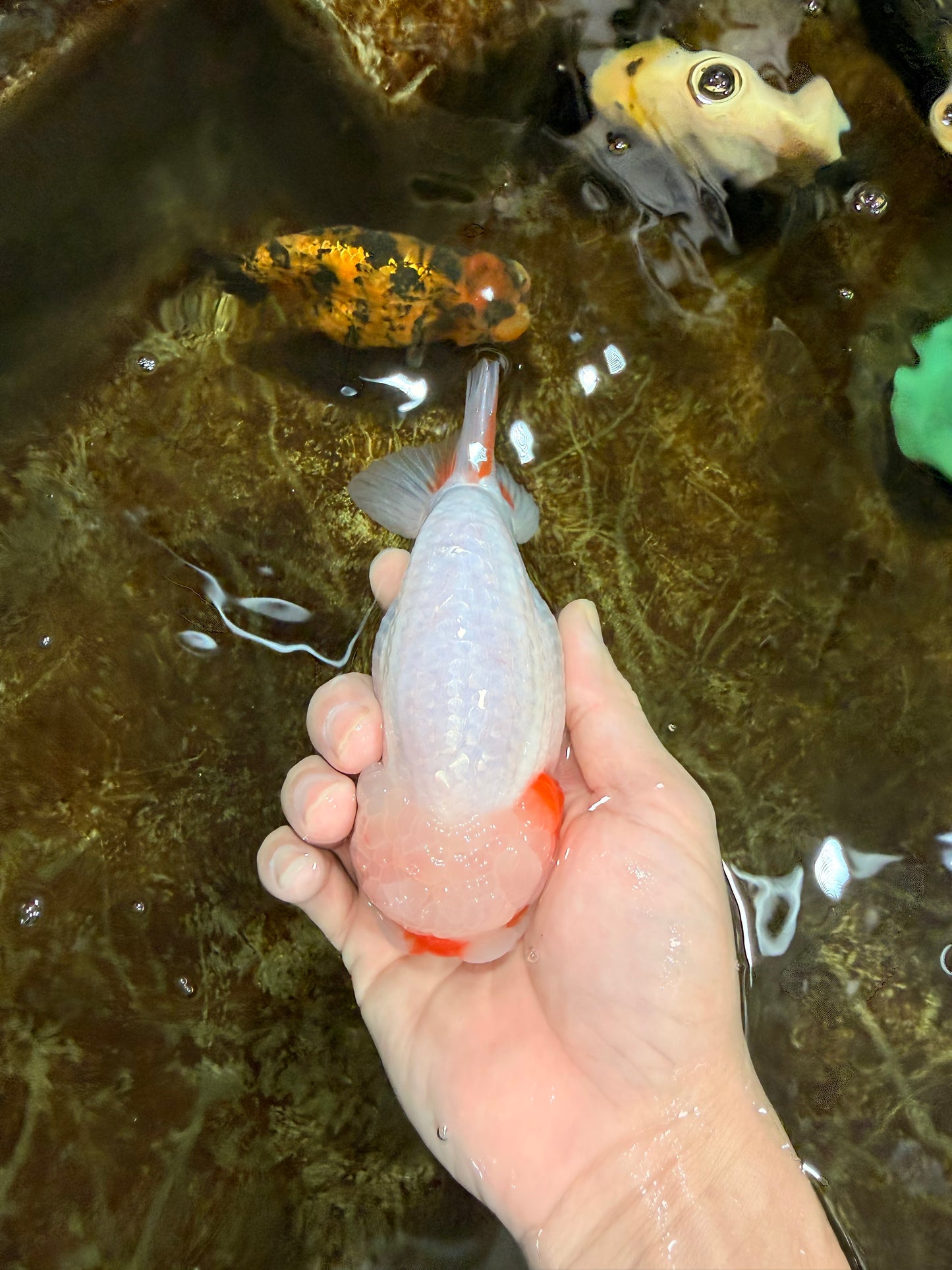 A Grade Red White LionKing 5-5.5 inches #112125LC_03